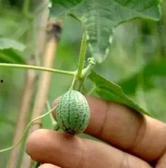 山西人吃小瓜还是大瓜,山西人偏爱小瓜还是大瓜？探寻地方饮食文化差异